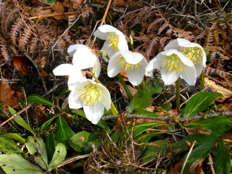Teloh (slovenian), spring flower (Helleborus niger)