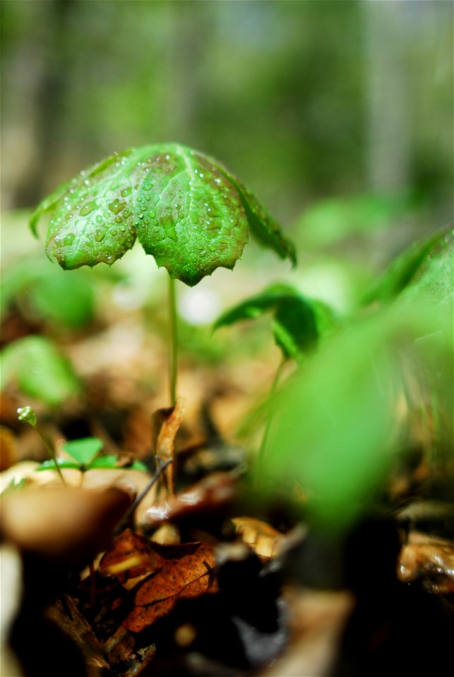 Photograph of a Northern Virginia Mayappleen (Podophyllum peltatum en   ).  Photo taken in Northern Virginia.