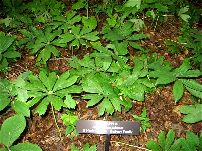 A picture of Podophyllum peltatum.