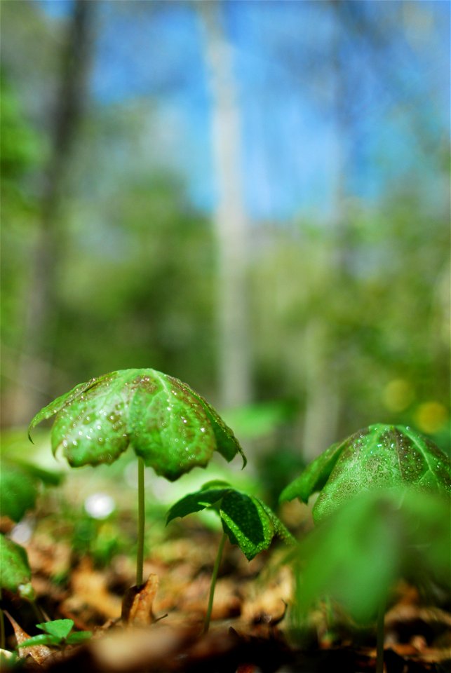 Photograph of a Northern Virginia Mayappleen (Podophyllum peltatum en   ).  Photo taken in Northern Virginia.