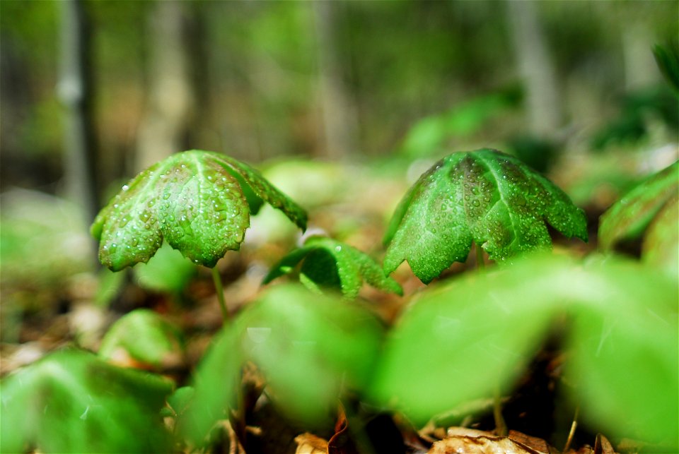 Photograph of a Northern Virginia Mayappleen (Podophyllum peltatum en   ).  Photo taken in Northern Virginia.