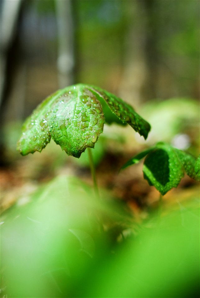Photograph of a Northern Virginia Mayappleen (Podophyllum peltatum en   ).  Photo taken in Northern Virginia.