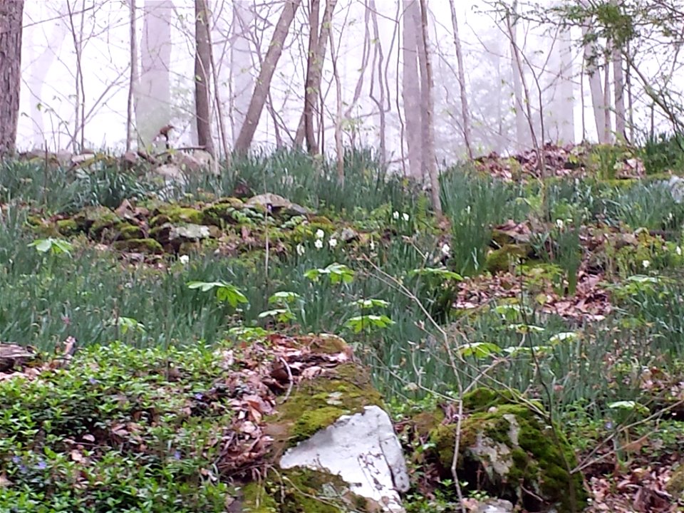 mayapple in Cumberland Gap National Historic Park