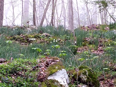 mayapple in Cumberland Gap National Historic Park