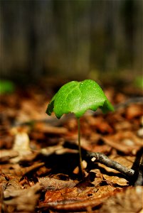 Photograph of a Northern Virginia Mayappleen (Podophyllum peltatum en   ).  Photo taken in Northern Virginia.
