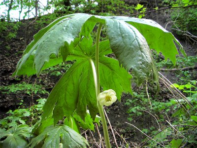 Mayapple plant with lone flower