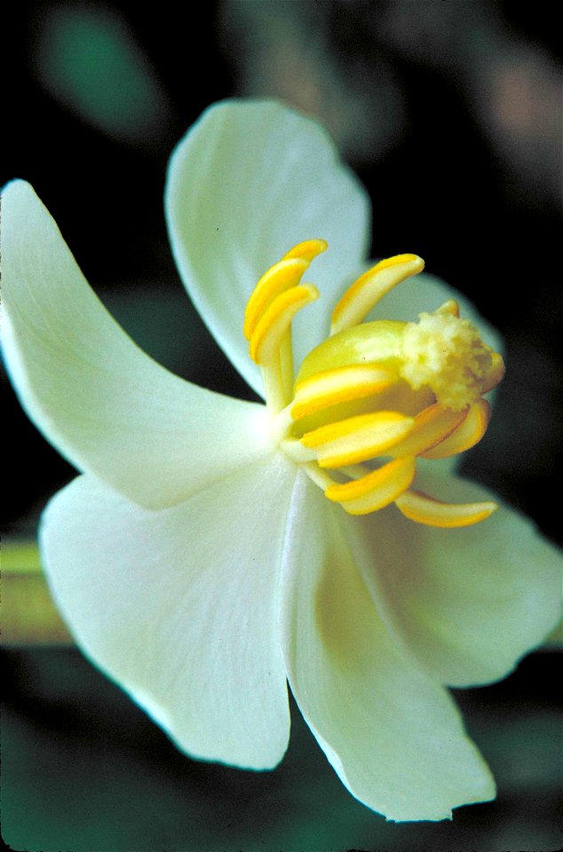 Image title: White flowered mayapple plant flower podophyllum peltatum
Image from Public domain images website, http://www.public-domain-image.com/full-image/flora-plants-public-domain-images-pictures