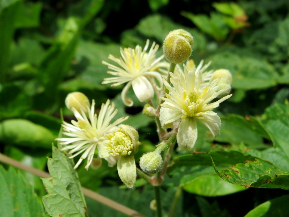 Gewöhnliche Waldrebe (Clematis vitalba) in Speyer