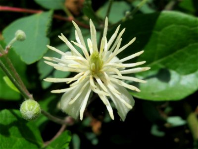 Gewöhnliche Waldrebe (Clematis vitalba) am Staden in Saarbrücken