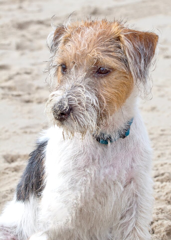 Russel jack russel nature