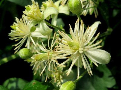 Gewöhnliche Waldrebe (Clematis vitalba) im Hockenheimer Rheinbogen