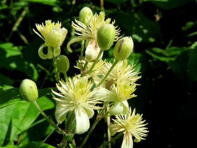 Gewöhnliche Waldrebe (Clematis vitalba) in Hockenheim
