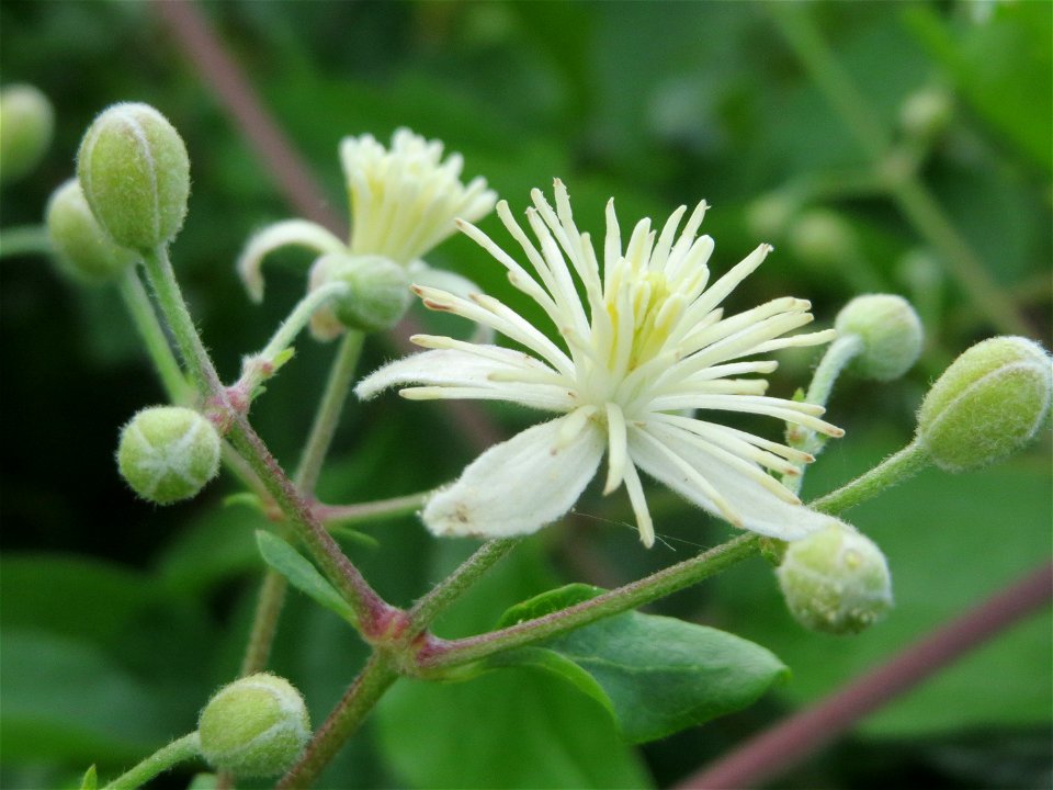 Gewöhnliche Waldrebe (Clematis vitalba) in Hockenheim-Talhaus