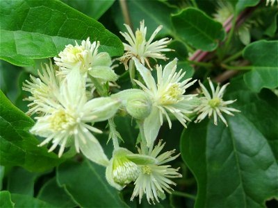 Gewöhnliche Waldrebe (Clematis vitalba) in Hockenheim-Talhaus