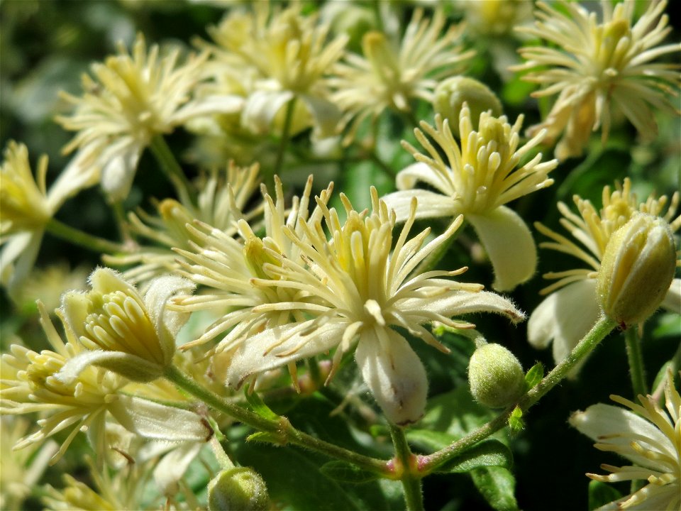 Gewöhnliche Waldrebe (Clematis vitalba) in Hockenheim