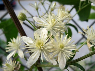 Gewöhnliche Waldrebe (Clematis vitalba) in Hockenheim