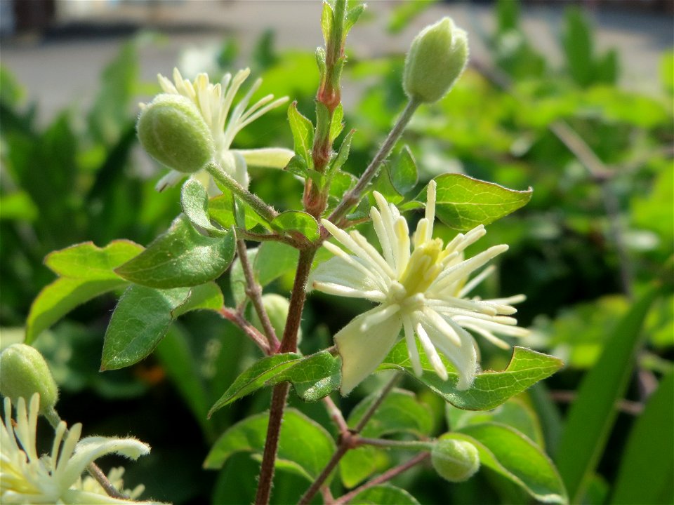 Gewöhnliche Waldrebe (Clematis vitalba) in Saarbrücken