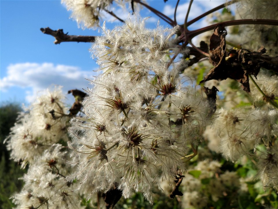 Gewöhnliche Waldrebe (Clematis vitalba) an der A61 in Hockenheimer Rheinbogen