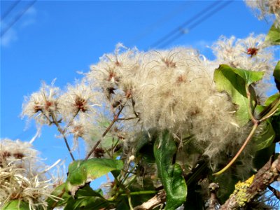 Gewöhnliche Waldrebe (Clematis vitalba) an der A61 in Hockenheimer Rheinbogen