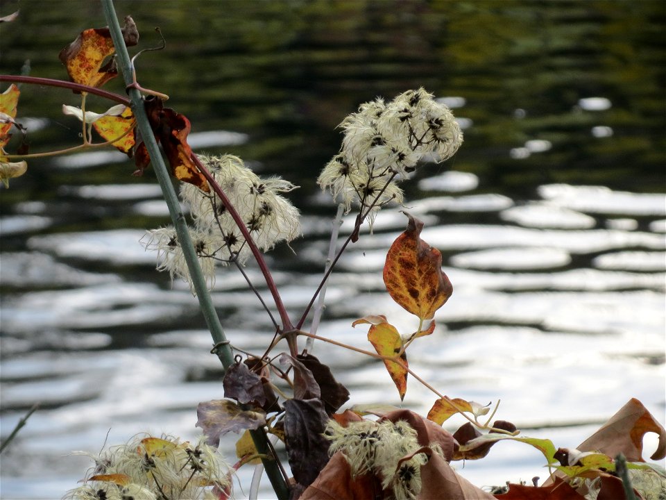 Gewöhnliche Waldrebe (Clematis vitalba) an der Saar in Saarbrücken