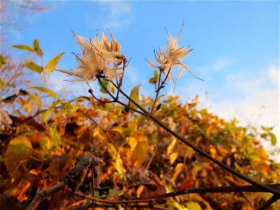 Gewöhnliche Waldrebe (Clematis vitalba) in Hockenheim