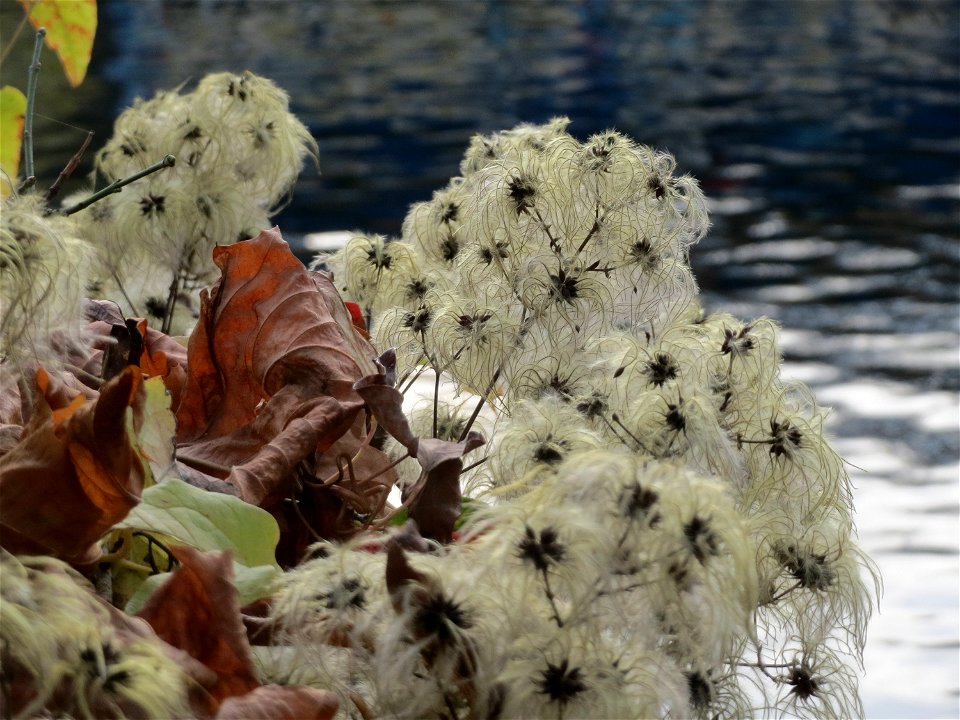 Gewöhnliche Waldrebe (Clematis vitalba) an der Saar in Saarbrücken