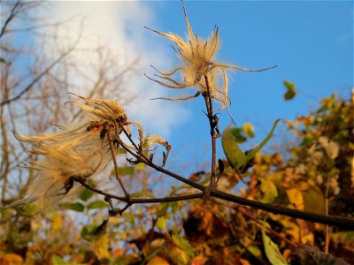 Gewöhnliche Waldrebe (Clematis vitalba) in Hockenheim