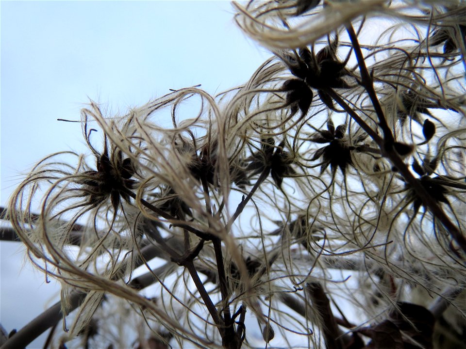 Gewöhnliche Waldrebe (Clematis vitalba) in Hockenheim