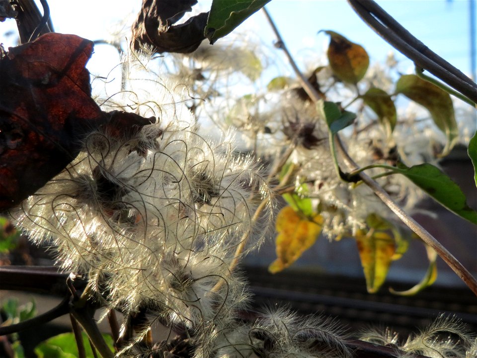 Gewöhnliche Waldrebe (Clematis vitalba) in Hockenheim