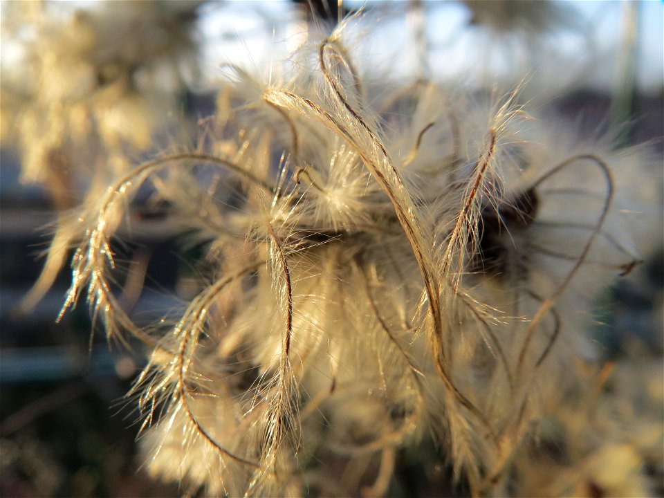 Gewöhnliche Waldrebe (Clematis vitalba) in Hockenheim