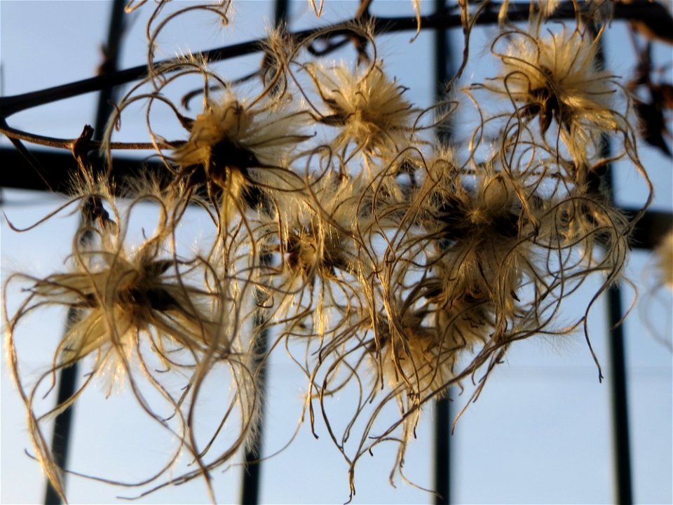 Gewöhnliche Waldrebe (Clematis vitalba) in Hockenheim
