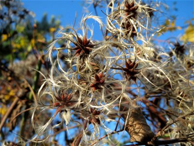 Gewöhnliche Waldrebe (Clematis vitalba) in Hockenheim