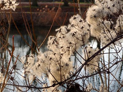 Gewöhnliche Waldrebe (Clematis vitalba) an der Saar in Saarbrücken