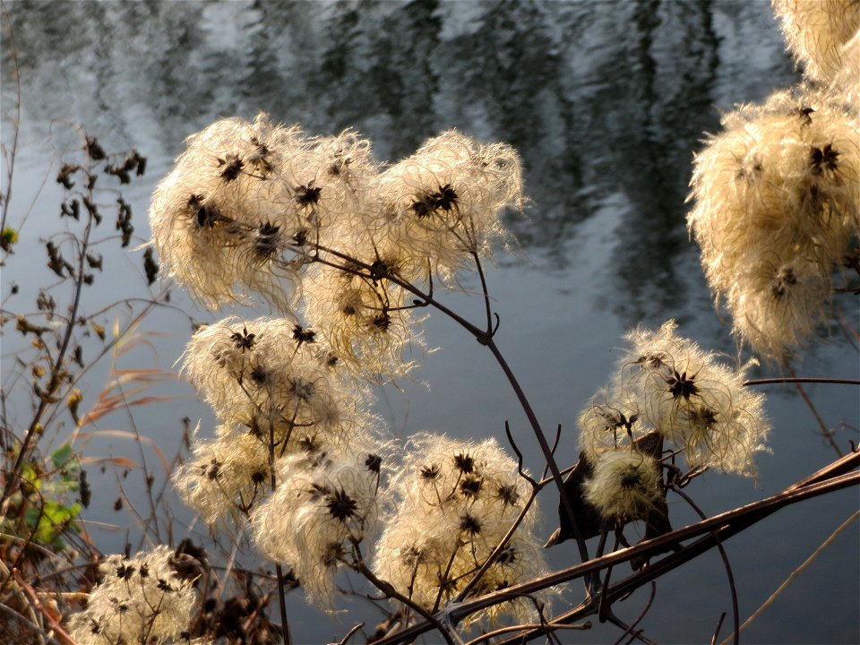 Gewöhnliche Waldrebe (Clematis vitalba) an der Saar in Saarbrücken
