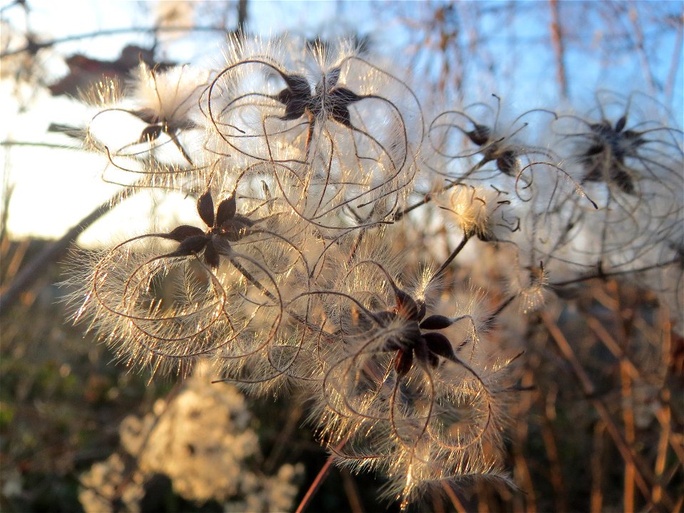 Gewöhnliche Waldrebe (Clematis vitalba) im Landesgartenschaupark Hockenheim