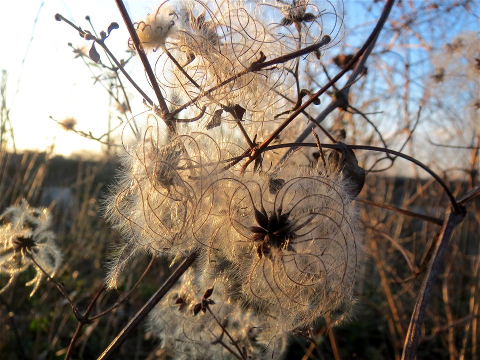 Gewöhnliche Waldrebe (Clematis vitalba) im Landesgartenschaupark Hockenheim