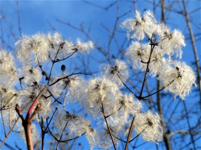 Gewöhnliche Waldrebe (Clematis vitalba) im Naturschutzgebiet "St. Arnualer Wiesen"
