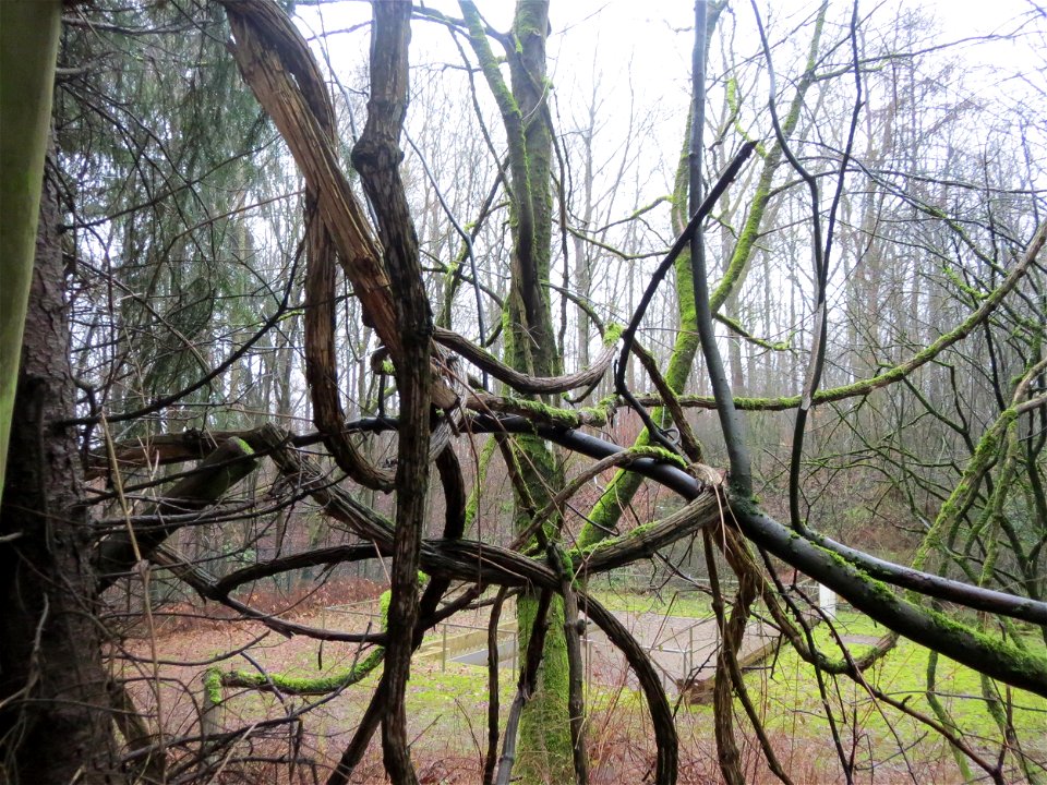 Gewöhnliche Waldrebe (Clematis vitalba) im Steinbachtal