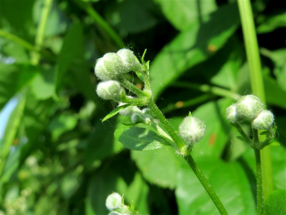 Blütenknospen der Gewöhnlichen Waldrebe (Clematis vitalba) im Landschaftsschutzgebiet Hockenheimer Rheinbogen