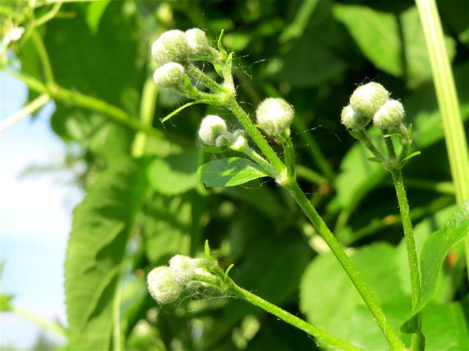 Blütenknospen der Gewöhnlichen Waldrebe (Clematis vitalba) im Landschaftsschutzgebiet Hockenheimer Rheinbogen