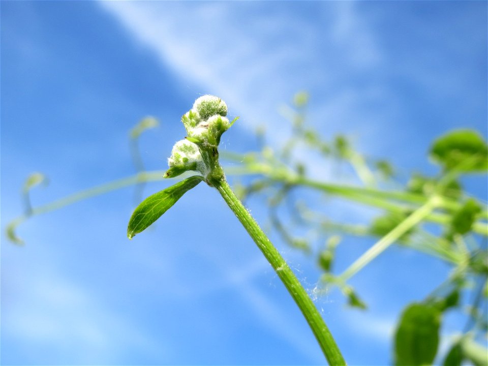 Blütenknospen der Gewöhnlichen Waldrebe (Clematis vitalba) im Landschaftsschutzgebiet Hockenheimer Rheinbogen