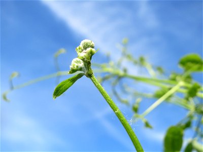 Blütenknospen der Gewöhnlichen Waldrebe (Clematis vitalba) im Landschaftsschutzgebiet Hockenheimer Rheinbogen