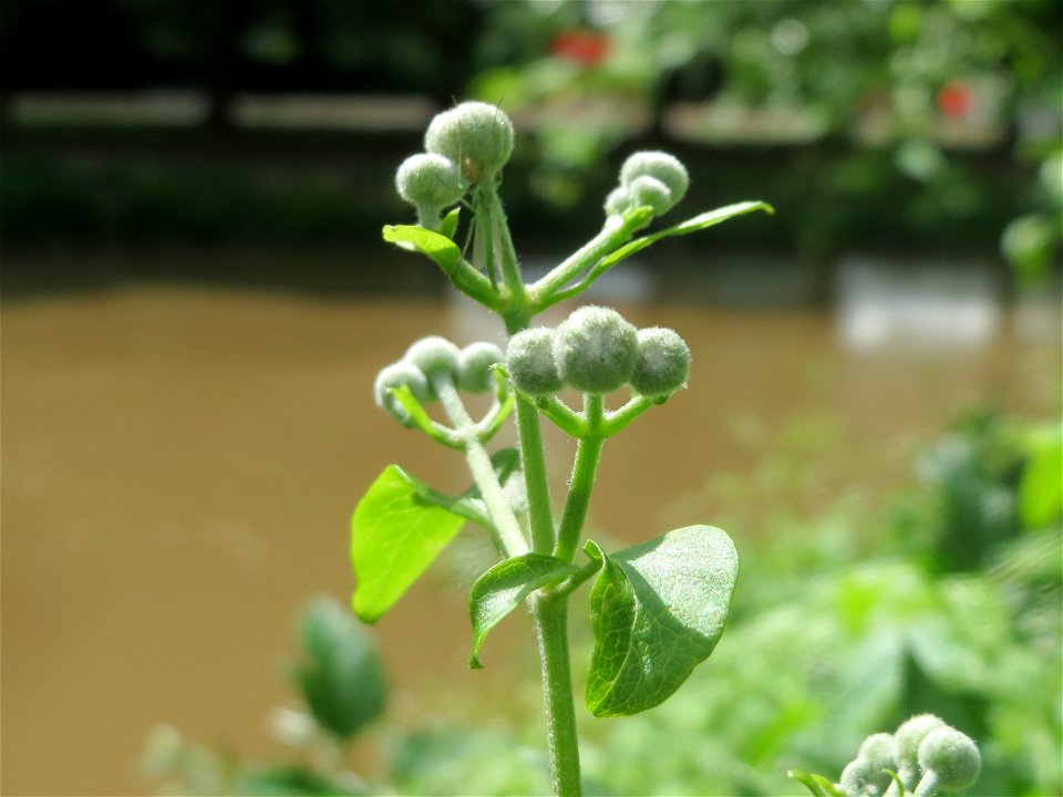 Gewöhnliche Waldrebe (Clematis vitalba) an der Saar in Saarbrücken