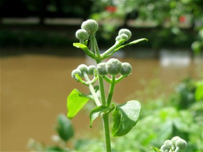 Gewöhnliche Waldrebe (Clematis vitalba) an der Saar in Saarbrücken