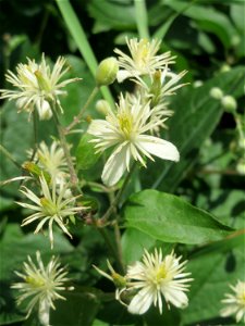 Gewöhnliche Waldrebe (Clematis vitalba) in Hockenheim