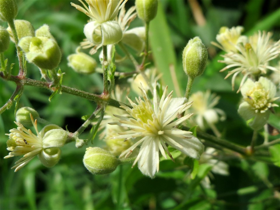 Gewöhnliche Waldrebe (Clematis vitalba) in Hockenheim