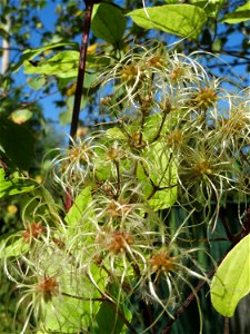 Gewöhnliche Waldrebe (Clematis vitalba) am Osthafen Saarbrücken