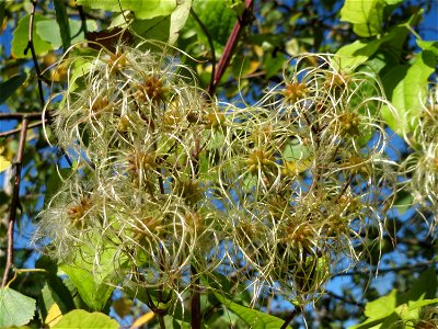 Gewöhnliche Waldrebe (Clematis vitalba) am Osthafen Saarbrücken