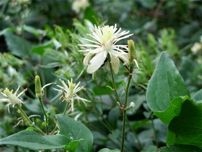 Gewöhnliche Waldrebe (Clematis vitalba) am Rand vom Landesgartenschaupark Hockenheim