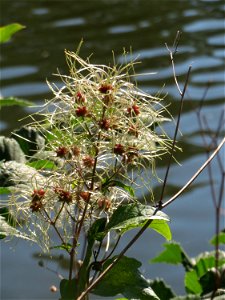 Gewöhnliche Waldrebe (Clematis vitalba) an der Saar in Saarbrücken